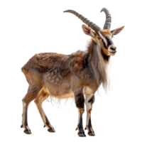 a goat with long horns standing on a transparency background png