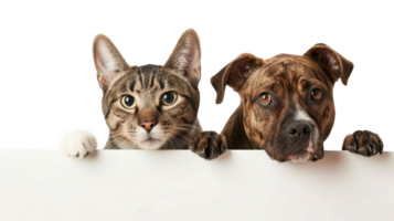 Dog and cat peeking over a blank white board isolate on transparency background png