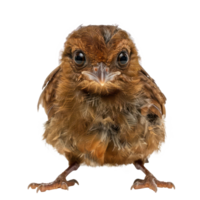 Oilbird front view full body isolate on transparency background, png