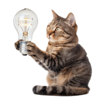 Cat holding light bulb, full body isolate on transparency background, png