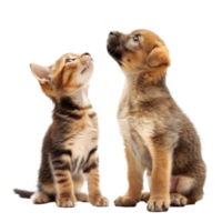 Curious Kitten and Puppy standing looking up same direction isolate on transparency background, png