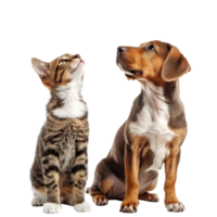 Curious dog and cat standing looking up same direction isolate on transparency background png