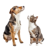 Curious dog and cat standing looking up same direction isolate on white background, png