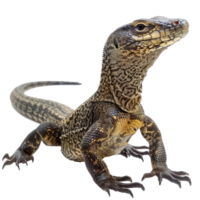 Monitor Lizards pet side view full body isolate on transparency background png