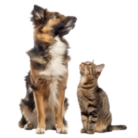 Attentive Dog and Cat Looking Up in Same Direction, standing full body isolate on transparency background png