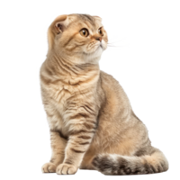Scottish Folds cat side view full body isolate on transparency background, png