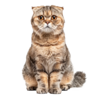 Scottish Folds cat front view full body isolate on transparency background png