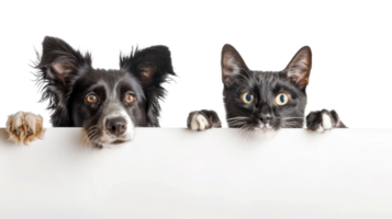 Dog and cat peeking over a blank white board isolate on transparency background png