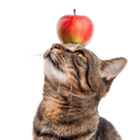 Smiling cat looking at apple on his head, full body standing isolate on transparency background png