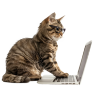 side view of cat wearing glasses while using laptop isolate on transparency background png