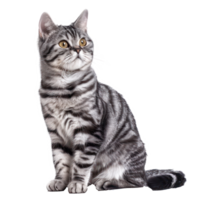 American Shorthairs cat pet front view full body isolate on transparency background png