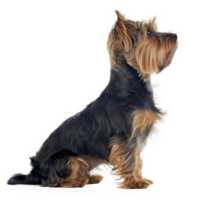 Yorkshire Terriers side view full body isolate on transparency background png