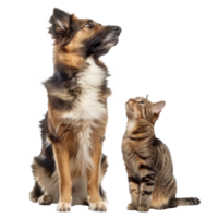 Attentive Dog and Cat Looking Up in Same Direction, standing full body isolate on transparency background png