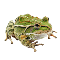 Pacman Frog pet side view full body isolate on transparency background png