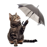 Smiling cat sitting while holding umbrella, full body isolate on transparency background png