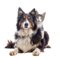 Smiling Small cat sitting on the dog, full body isolate on white background png
