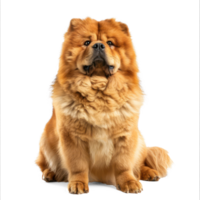 chow chow dog sitting on transparent background png