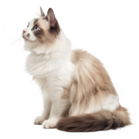 Ragdolls pet side view full body isolate on white background png