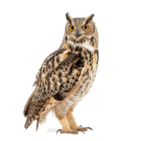 an owl is standing isolate on a transparent background png