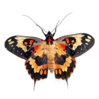 Lepidoptera front view full body isolate on white background png