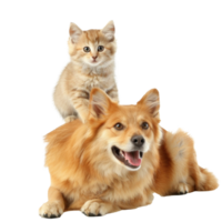 Smiling Small cat sitting on the dog, full body isolate on white background png