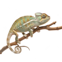 chameleon on a branch isolate on transparent background png
