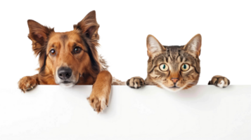 Smiling Dog and cat peeking over a blank white board isolate on white background png