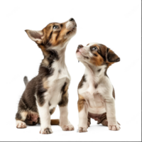 Curious Kitten and Puppy standing looking up same direction isolate on white background, png