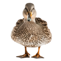 a duck standing on a transparent background png