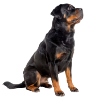 Rottweilers side view full body isolate on white background, png