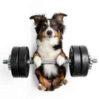 dog doing and exercising sport with Dumbbell bar, top view full body isolate on white background png