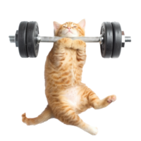 cat doing and exercising sport with Dumbbell bar, top view full body isolate on white background png