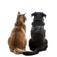 Rear view of cat and dog sitting and looking back at camera isolate on white background png