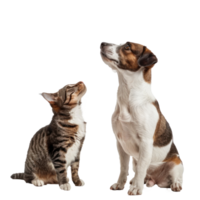 Attentive Dog and Cat Looking Up in Same Direction, standing full body isolate on white background png