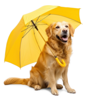 Smiling dog sitting while holding umbrella, full body isolate on white background png