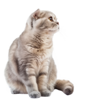 Scottish Folds cat side view full body isolate on white background, png