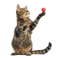 Cat playing with his toy, full body isolate on white background png