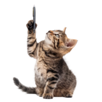 Cat standing with pen in mouth isolate on white background png