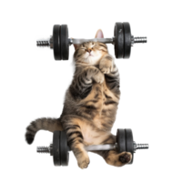 cat doing and exercising sport with Dumbbell bar, top view full body isolate on white background png
