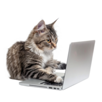 cat using laptop isolate on white background, png