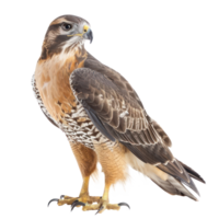 Hawk front view full body isolate on white background png