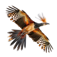 Hoatzin bird fly full body isolate on transparency background, png