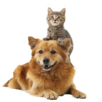 Smiling Small cat sitting on the dog, full body isolate on white background png
