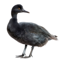 Coot bird side view full body isolate on transparency background, png