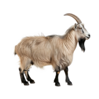 a goat standing on a transparency background png