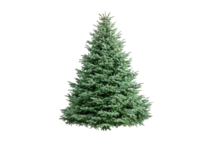 Decorative evergreen tree display for holidays indoor setting nature viewpoint greenery concept png