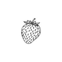 A strawberry is drawn in a line drawing vector