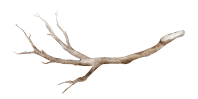 Watercolor illustration of a tree branch with rustic botanical elements. Drawing of isolated twigs and bark, perfect for nature-themed cards or invitations. Ideal for autumn or plant-based designs. png