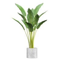 3d rendering of Banana leaf in planter isolated on transparent Canvas png