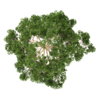 3D rendering of pine tree isolated on transparent canvas from top view png